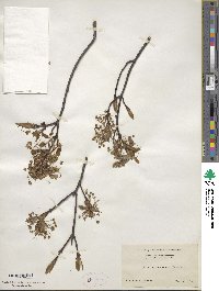 Acer saccharum image