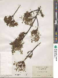 Acer saccharum image