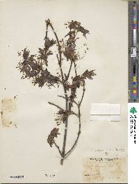 Acer leucoderme image