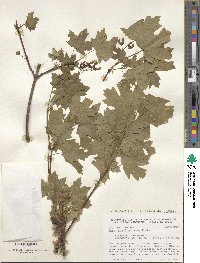 Image of Acer grandidentatum