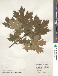 Acer grandidentatum image