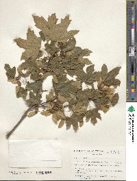 Acer grandidentatum image