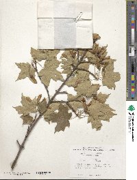 Acer grandidentatum image