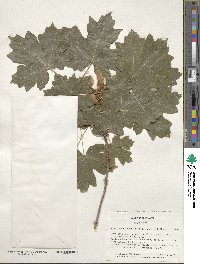 Acer grandidentatum image