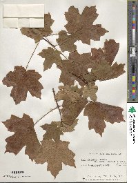 Acer grandidentatum image