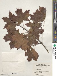 Acer grandidentatum image