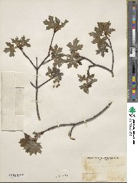 Acer grandidentatum image