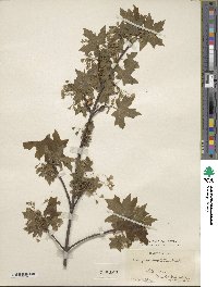 Acer grandidentatum image