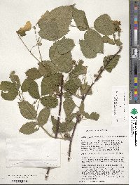 Rubus allegheniensis image