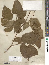 Rubus allegheniensis image