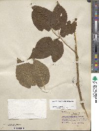 Rubus allegheniensis image