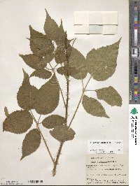 Rubus allegheniensis image