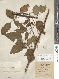 Rubus allegheniensis image