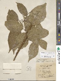 Rubus allegheniensis image