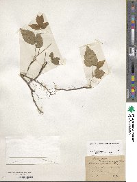 Rubus allegheniensis image