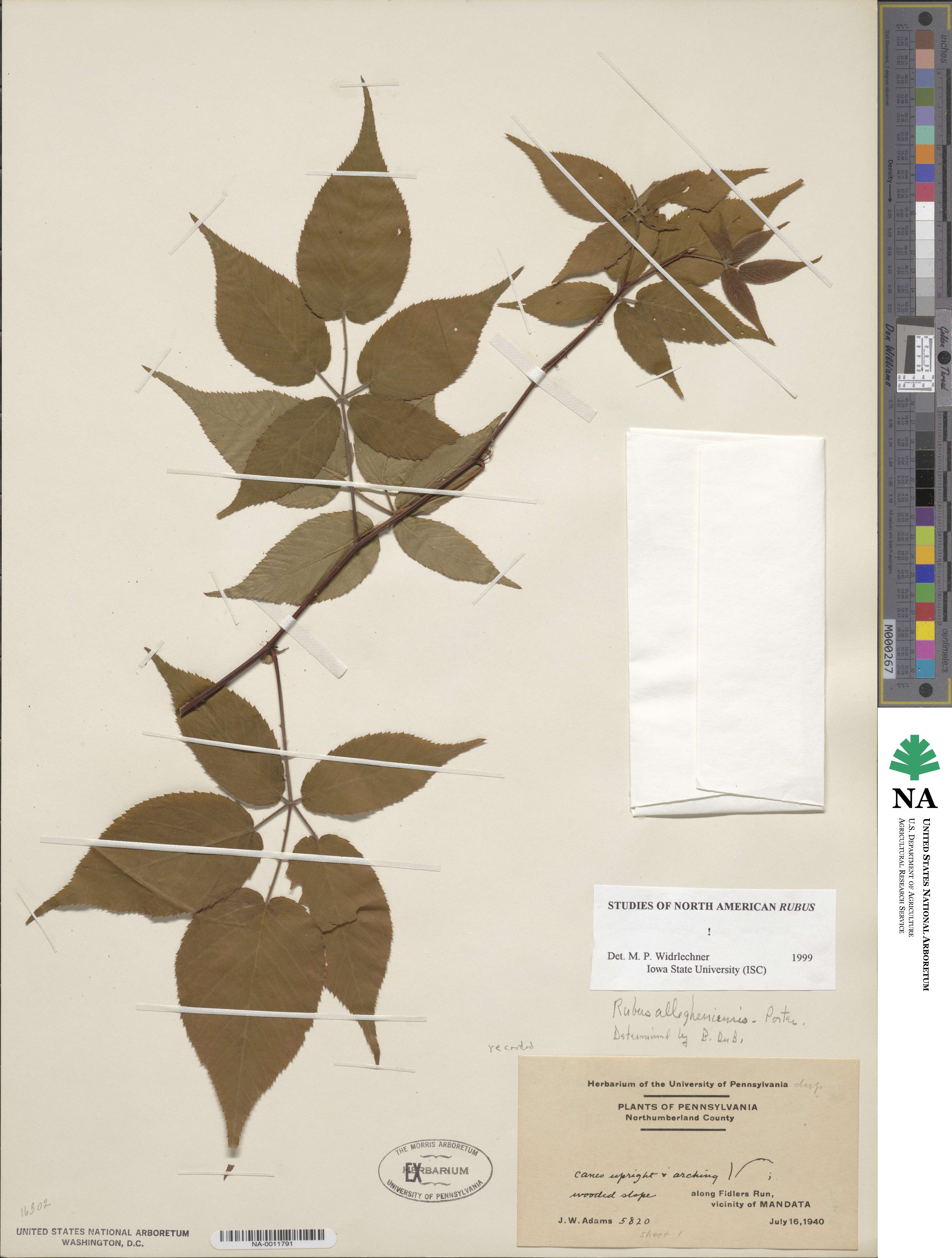 Rubus allegheniensis image