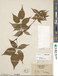 Rubus allegheniensis image