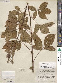 Rubus arvensis image