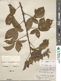 Rubus arvensis image