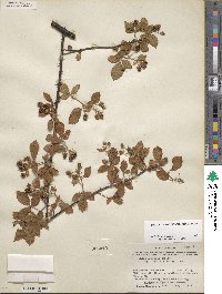 Rubus arvensis image