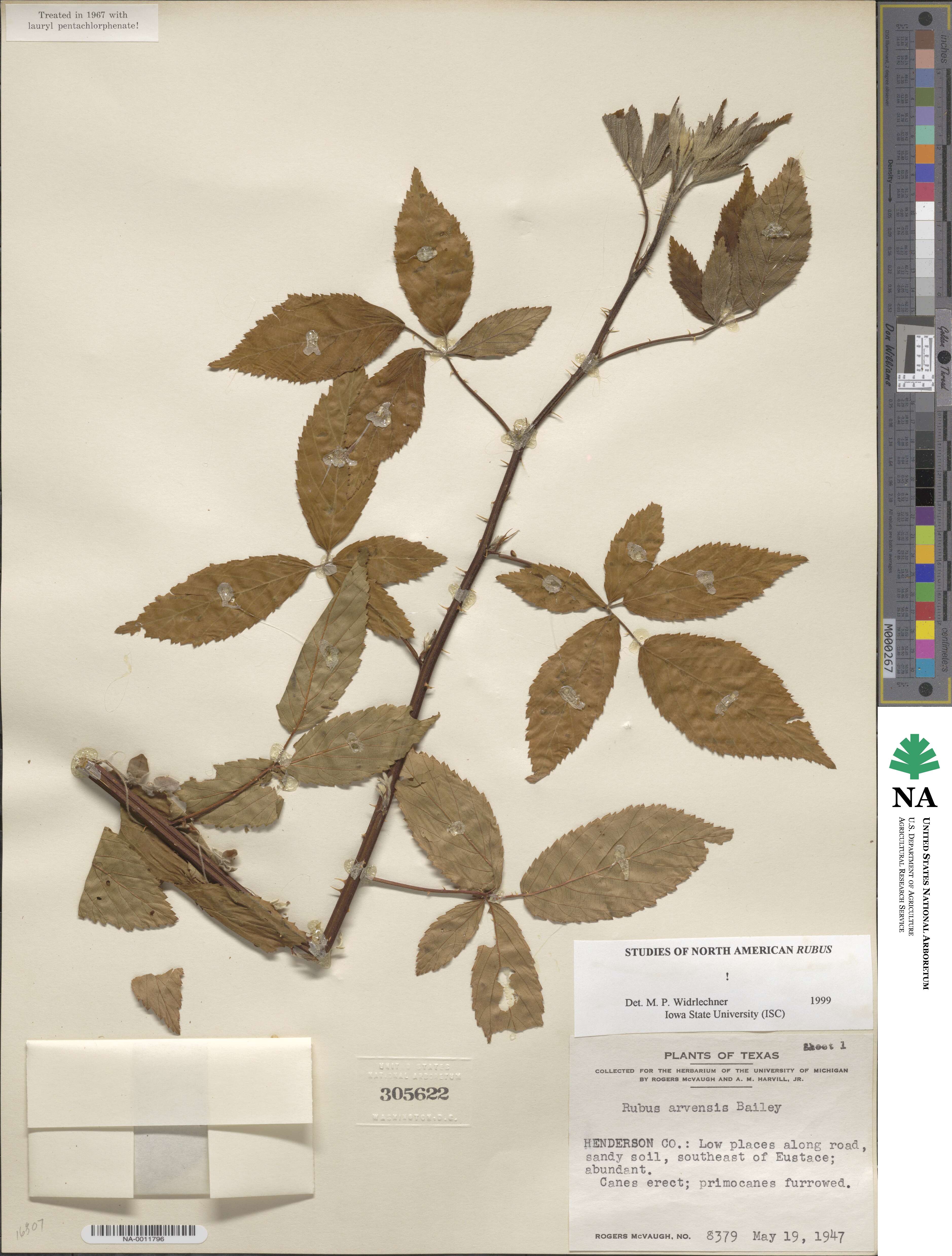 Rubus arvensis image