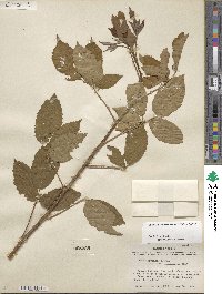 Rubus arvensis image