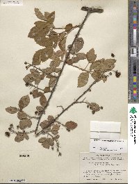 Rubus arvensis image