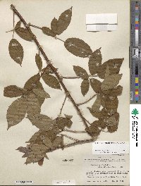 Rubus arvensis image