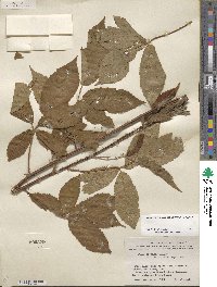 Rubus arvensis image