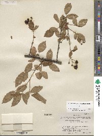 Rubus arvensis image