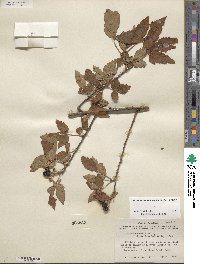 Rubus arvensis image