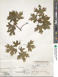 Acer grandidentatum image