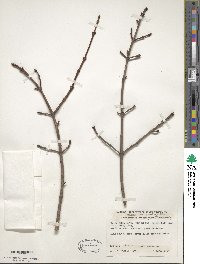 Acer grandidentatum image