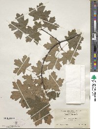 Acer grandidentatum image