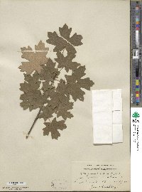 Acer grandidentatum image