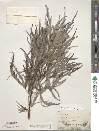 Acer saccharinum image