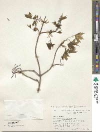 Acer leucoderme image