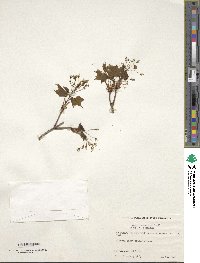 Acer leucoderme image