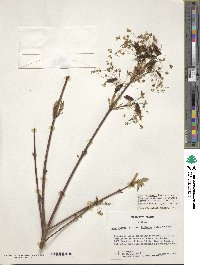 Acer leucoderme image