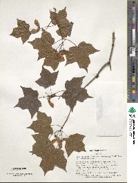 Acer leucoderme image