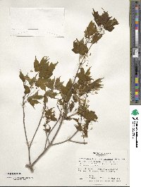 Acer leucoderme image