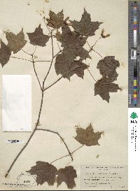 Acer leucoderme image