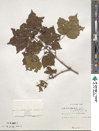 Acer leucoderme image