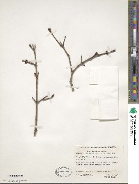 Acer saccharum image