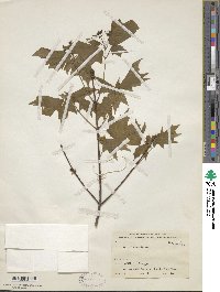 Acer leucoderme image