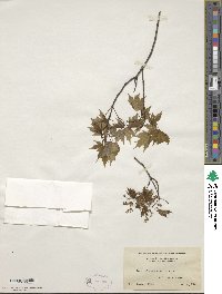 Acer leucoderme image