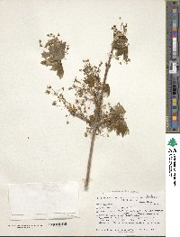 Acer nigrum image