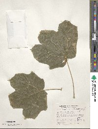 Acer nigrum image