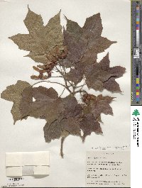 Acer nigrum image