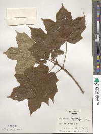 Acer nigrum image